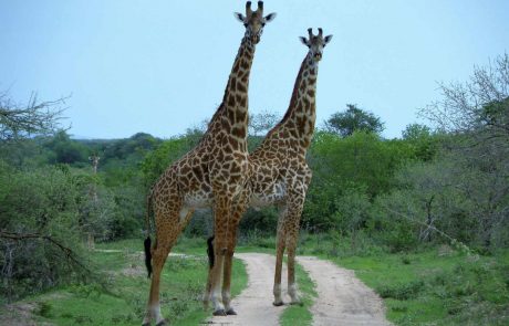 Tansania Ruaha Giraffe