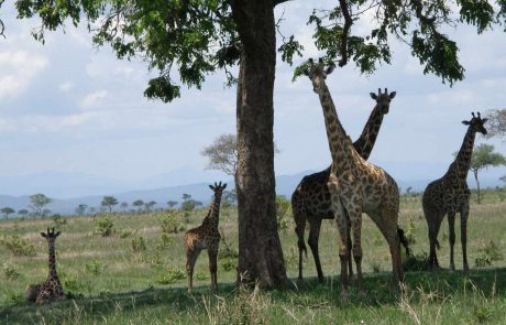 Tansania Giraffen im Mikumi Nationalpark