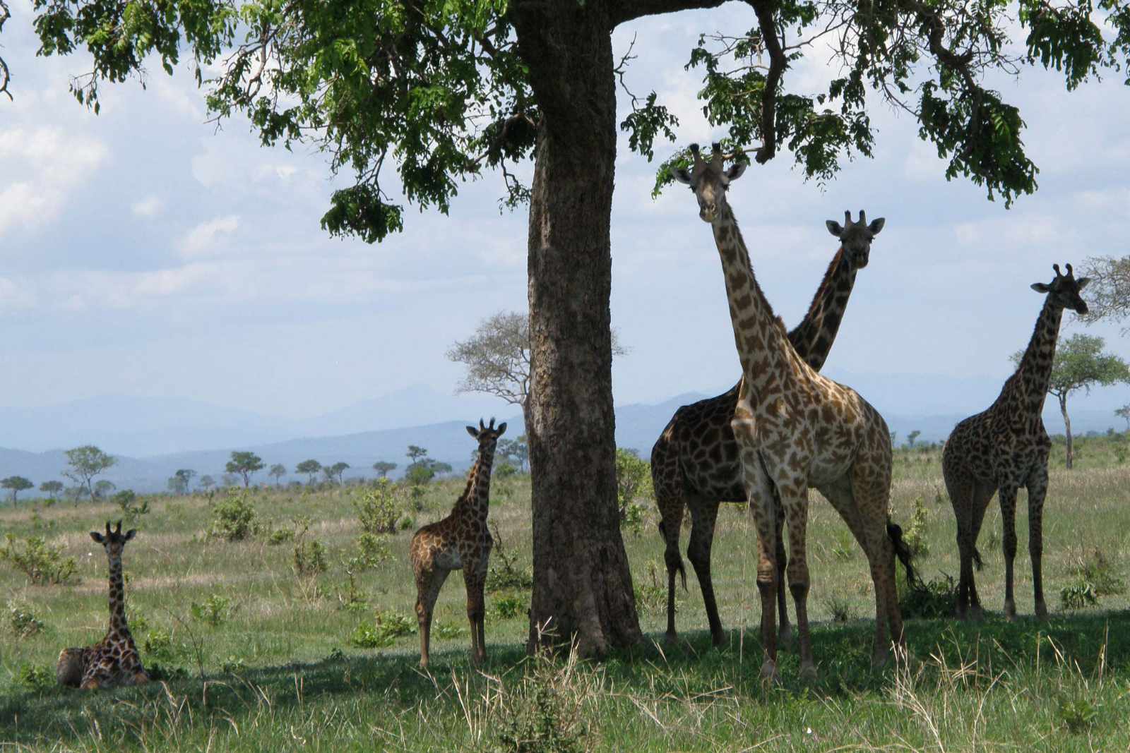 Tansania Mikumi Giraffen