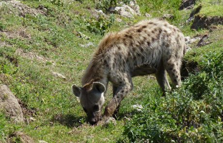 tansania-hk-P1100895 Tansania Hyäne