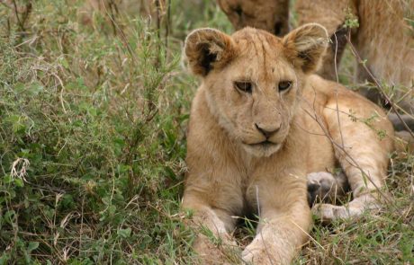 tansania-hohepunkte-IMG_1647 Junglöwe Serengeti