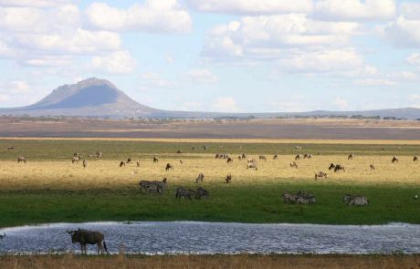 tansania-hohepunkte-IMG_2651 Tarangire Nationalpark Tansania