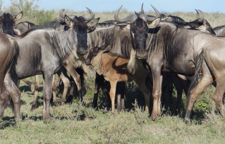 tansania-hohepunkte-P1110061 Gnuherde mmit Jungtier Ndutu Serengeti