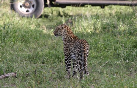 tansania-kinderstube-Leo-mit-Auto-@KT Leopard vor Gamedrive Auto Tansania Serengeti