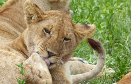 tansania-kinderstube-Löwe-OB Tansania Ndutu Löwe