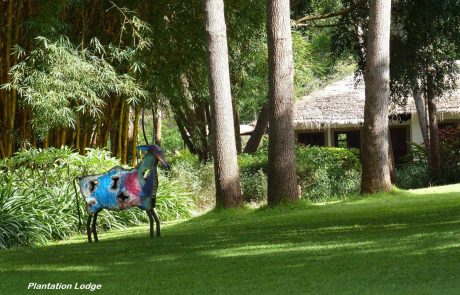 tansania-kinderstube-Plantation-Lodge-2 Tansania Karatu Plantation Lodge