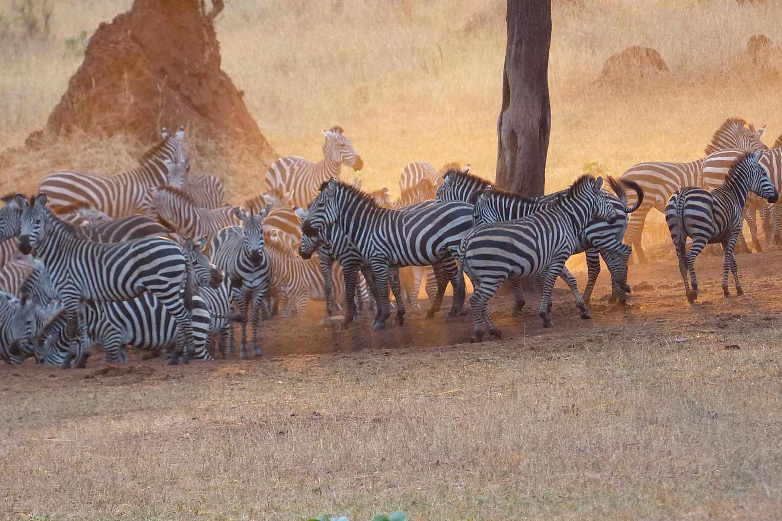 Tansania Swala Lodge Zebras am Morgen