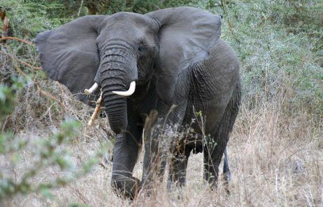 Elefant im Nationalpark in Tansania