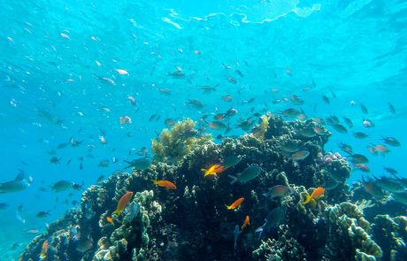 Fanjove-Island-Fische zwischen Korallen Fanjove Island Fische in Korallen cc. Fanjove Island Lodge