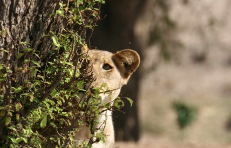 tansania-ss-Tanzania-Bjoern-1