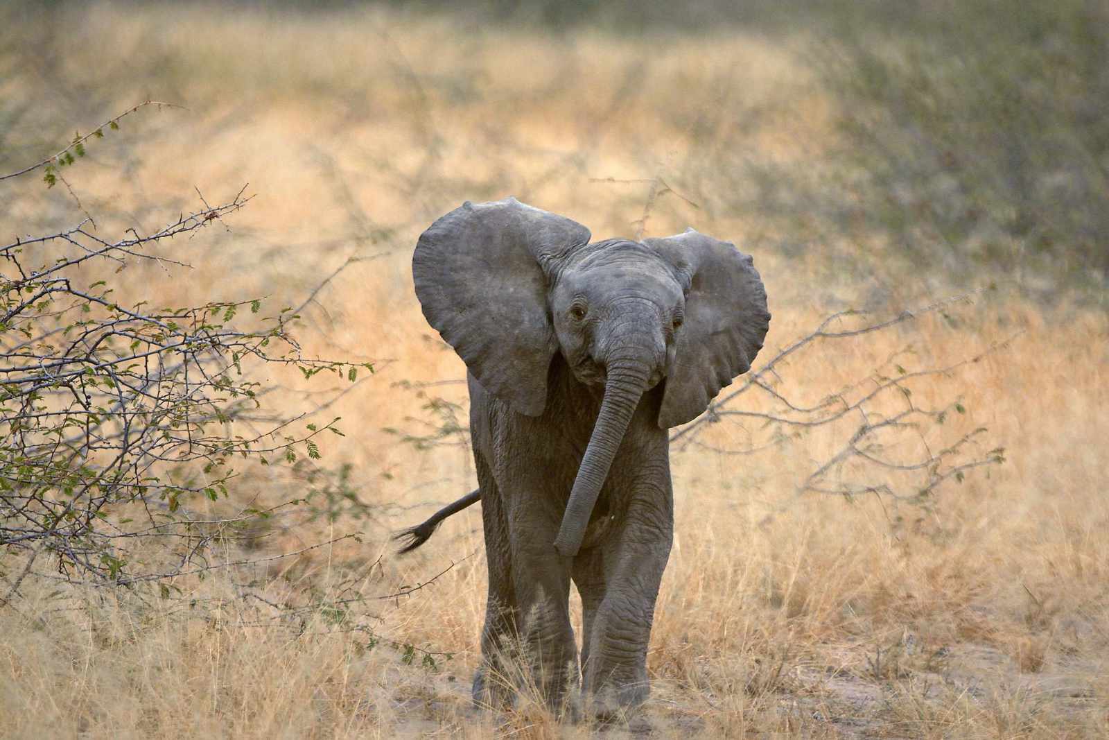 Tansania Baby Elefant