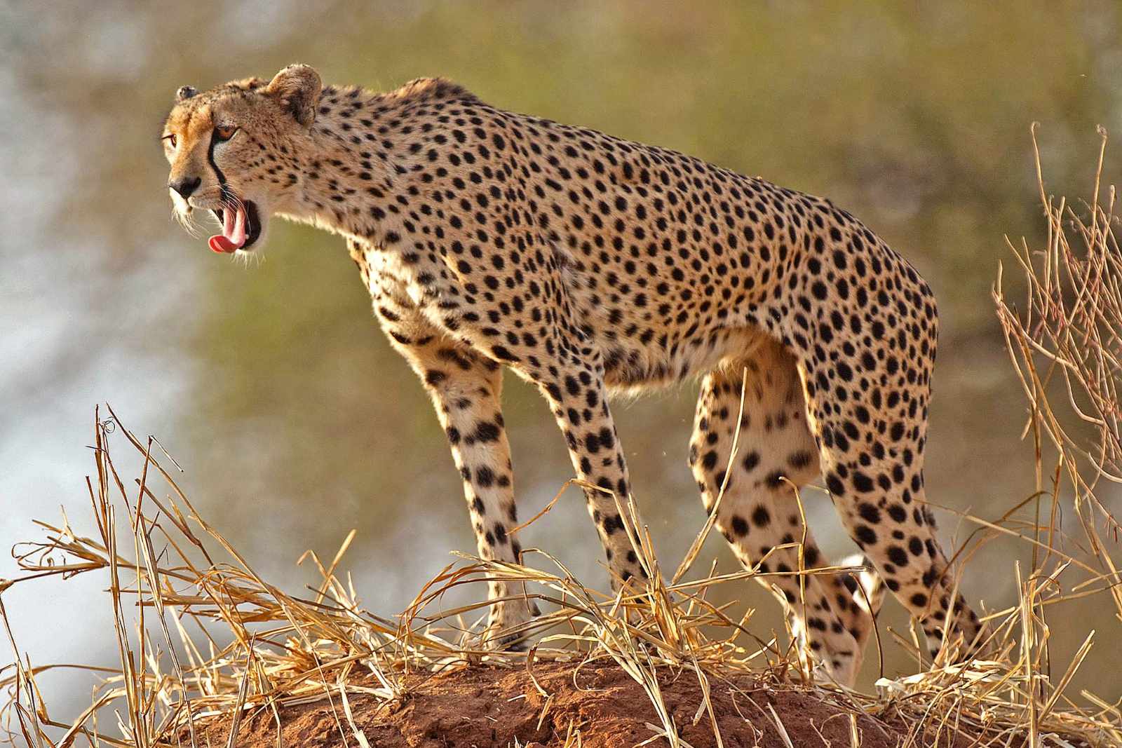 Tansania Gepard