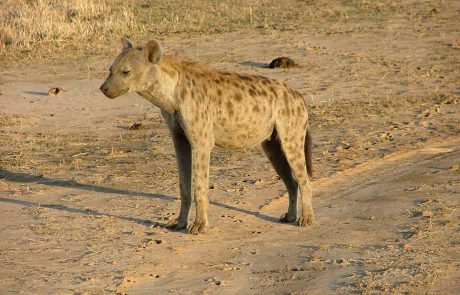 tansania-wt-DSCF2468 Tansania Hyäne in Ruaha