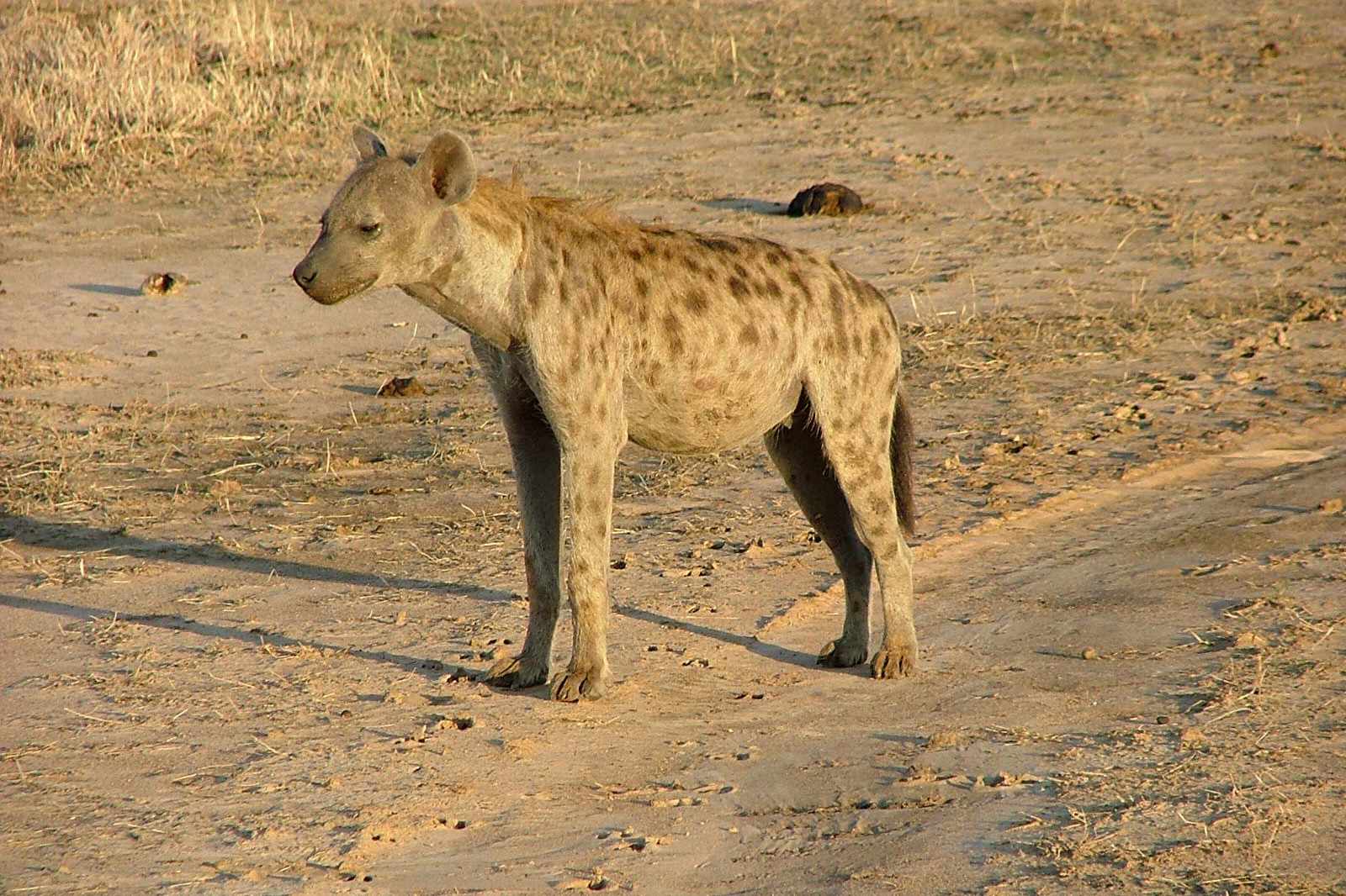 Tansania Hyäne in Ruaha