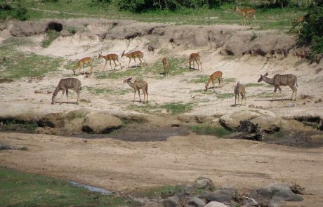 tansania-wt-Ruaha-privat-1 Tansania Ruaha