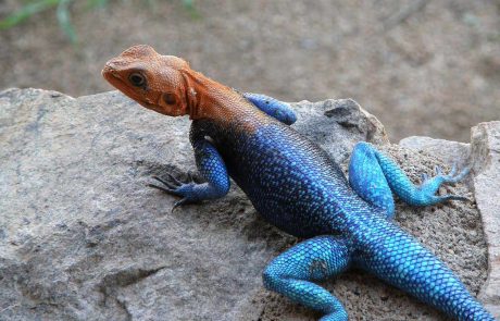 tansania-wt-Ruaha-privat