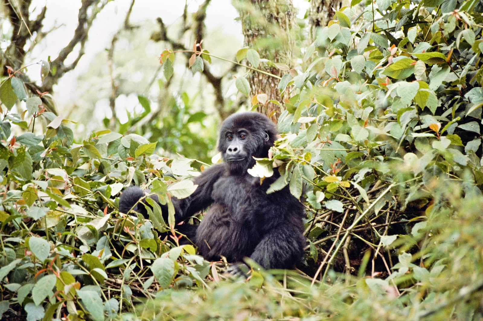 Welt der Primaten- Gorilla
