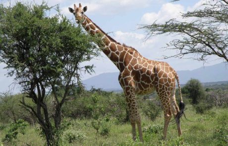 uganda-fo-Kenia-Bjoern