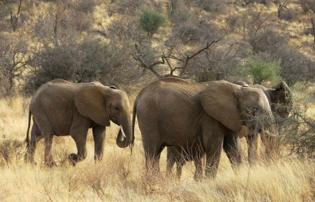 uganda-fo-Kenia-Jessie-B-1