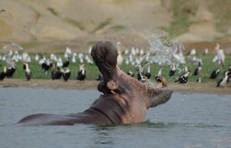 uganda-fo-wigwam-uganda1