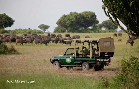 uganda-pa-Mweya-Safari-drive-buffallos1