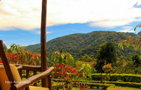 uganda-pa-Silverback-18