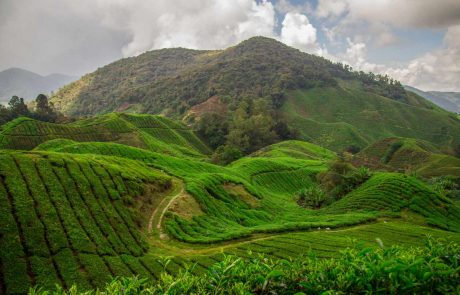 Darjeeling Tee Plantagen