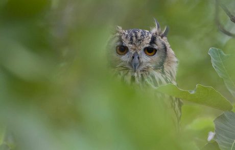 Indien-eiwti-Ashish-Tirkey-Naturalist-Pugdundee-Safaris Indien Bengalenuhu @Ashish Tirkey Pugdundee Safaris