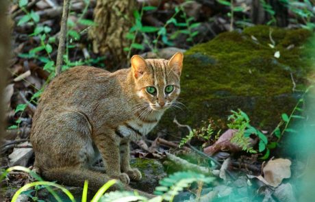 Indien-eiwti-Karan-Singh-Kotla-Naturalist-Pugdundee-Safaris Indien Rostkatze @ Karan Singh Pugdundee Safaris