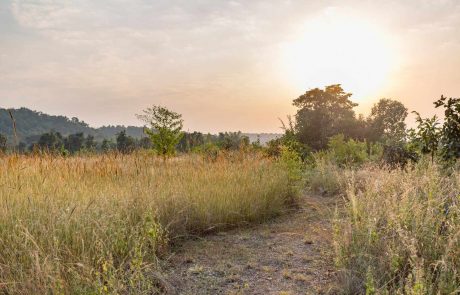 Indien-eiwti-Kings-Lodge-1 Tierreich Indiens Kings Lodge Landschaft