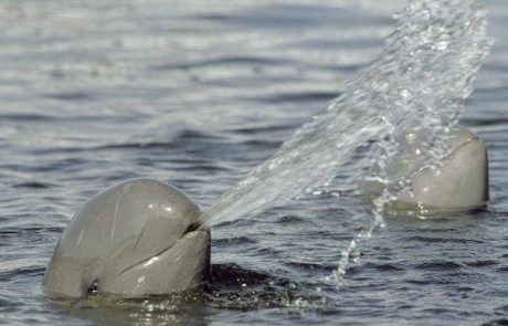 Indien-io-Flussdelphin Indien Flussdelfin