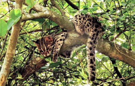 Indien-io-Wildkatze Indien Wildlife Bengal Katze