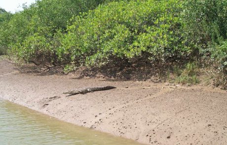 Indien-io-bhitarkanika Indien Bhitarkania Park Krokodil