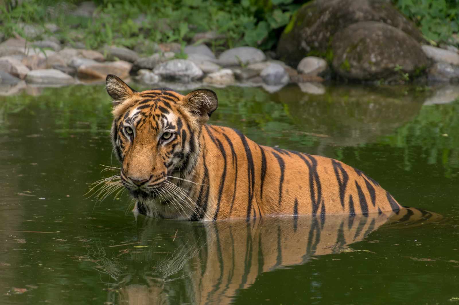 Indien Tiger