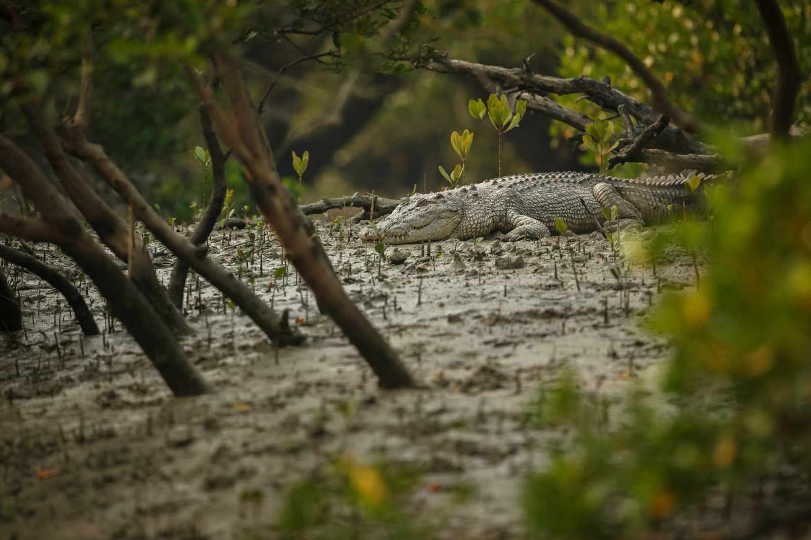 Sundarbans Mangroven