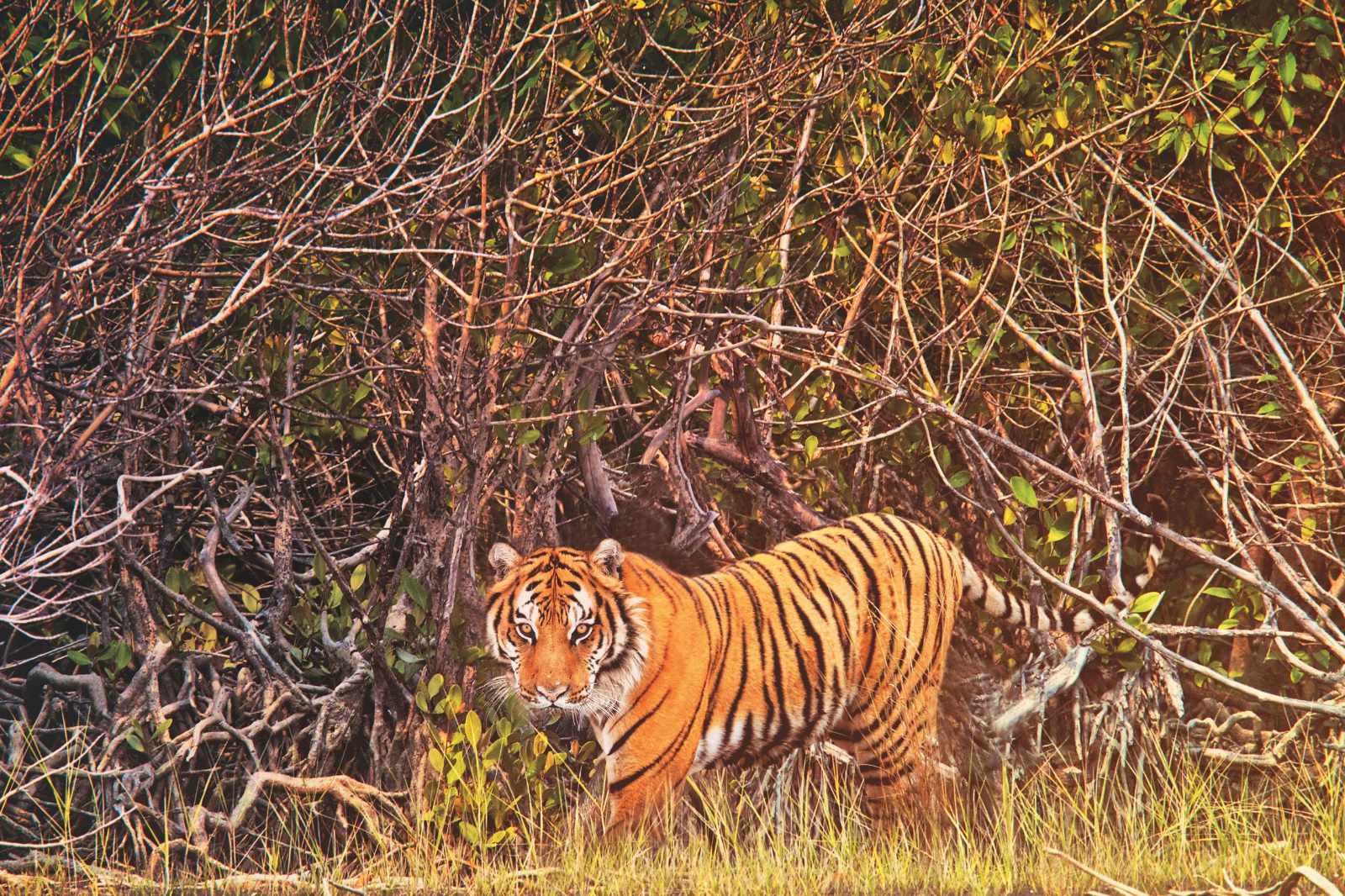 Sundarban Nationalpark Tiger