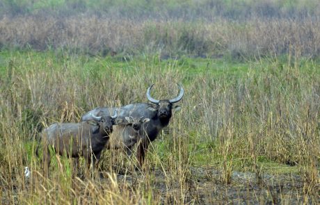 Kaziranga Nationalpark Büffel