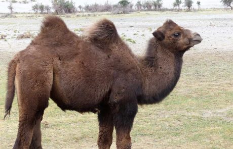 indien-fl-Hundur-Camel-ride-1 Ladakh Kamel bei Hundur