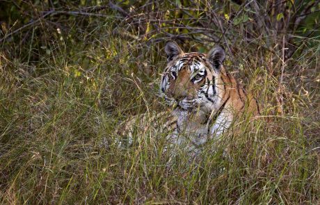 indien-mi-141201_Pench_106 Indien Safari Tiger in Pench