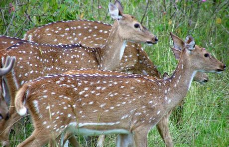 indien-mi-Axis Indien Safari Axis Hirsche