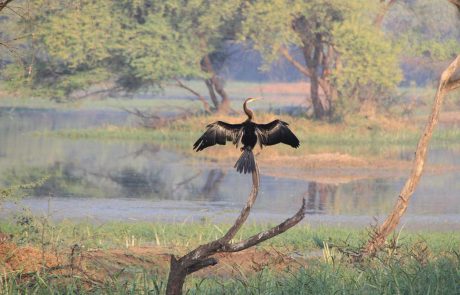 Keoladeo Bird Sanctuary