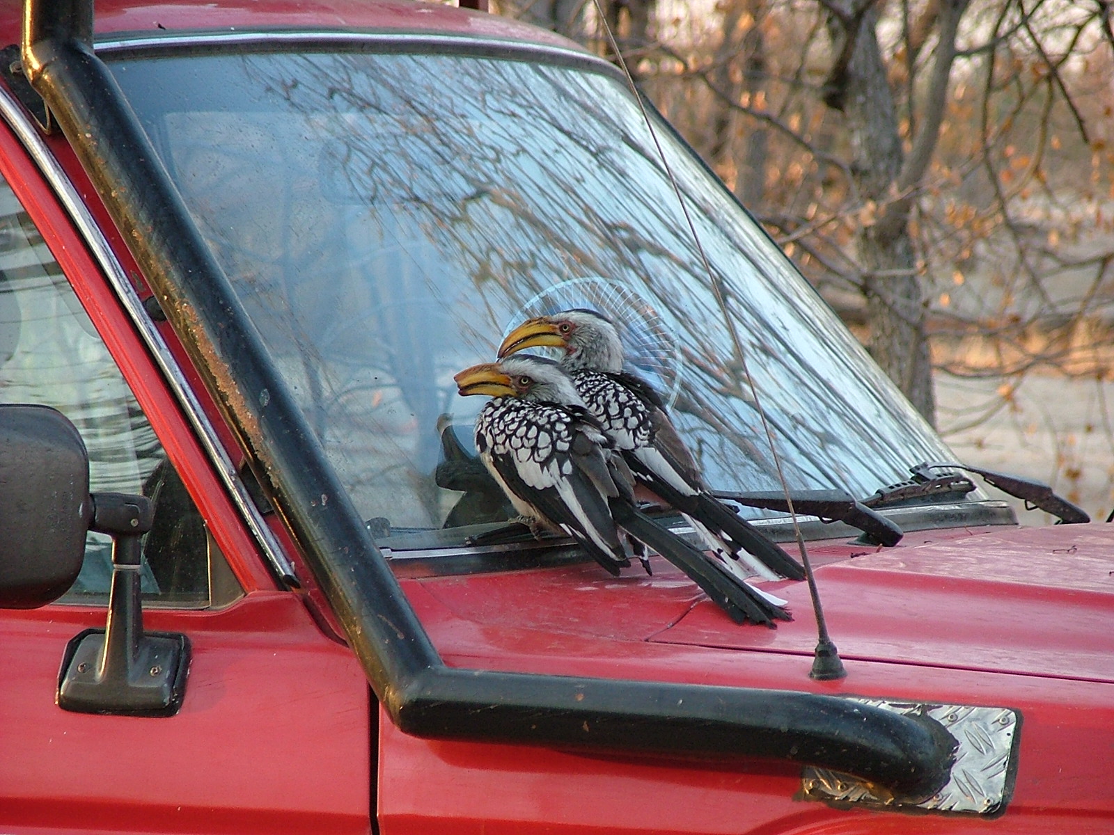 Botswana Vögel am Wagen
