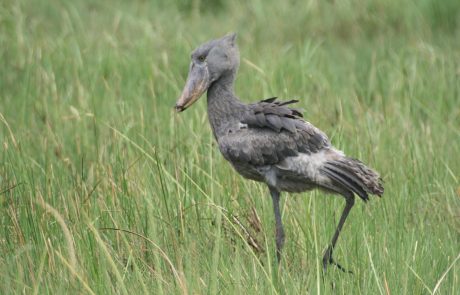 Bangweulu Schuhschnabel