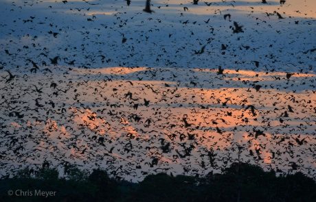 Fledermaus Migration @ Chris Meyer Fledermaus Migration @ Chris Meyer