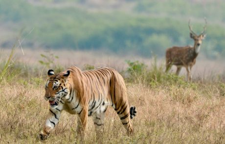 Bagh Vilas Tiger Bagh Vilas Tiger in Kanha