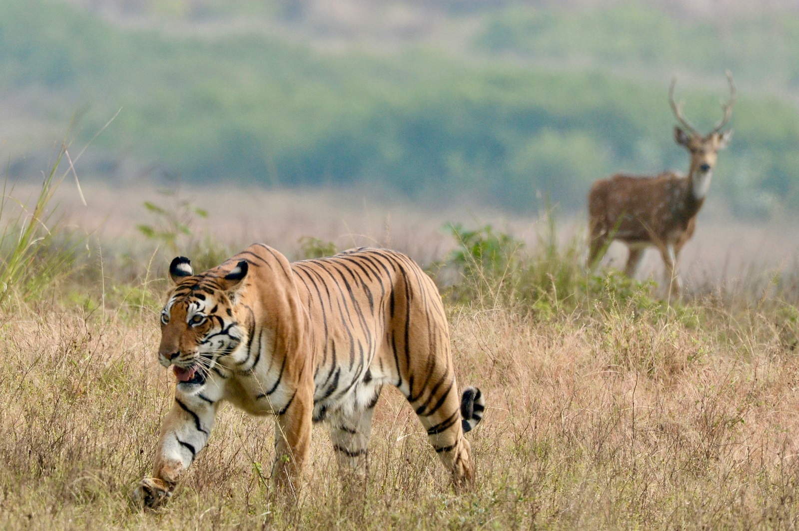 Bagh Vilas Tiger in Kanha