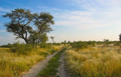 Kalahari Botswana_Khutse
