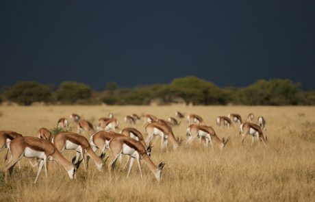 Central Kalahari Reserve_bruce_taylor