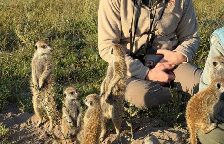 Erdmännchen in Botswana