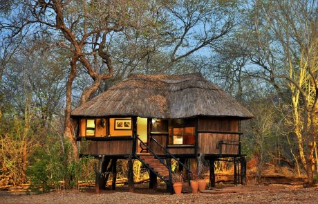 Hwange Ivory Lodge Standard Baumhaus